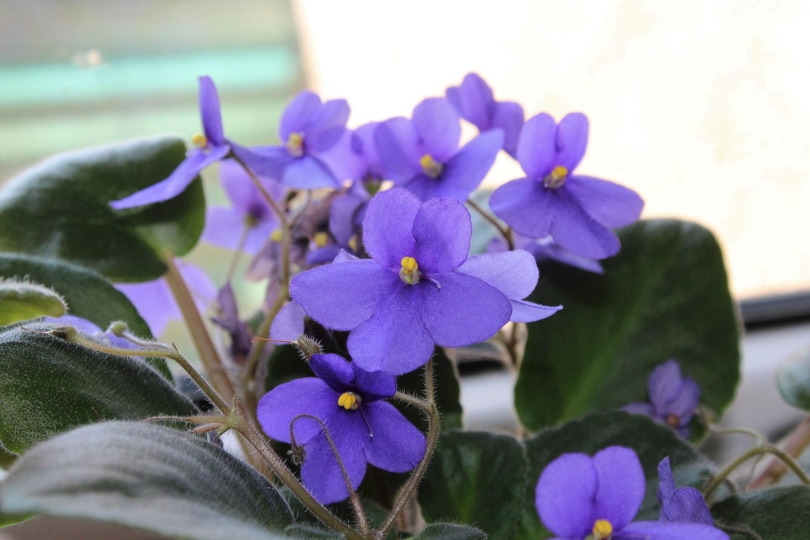 african violet flowers