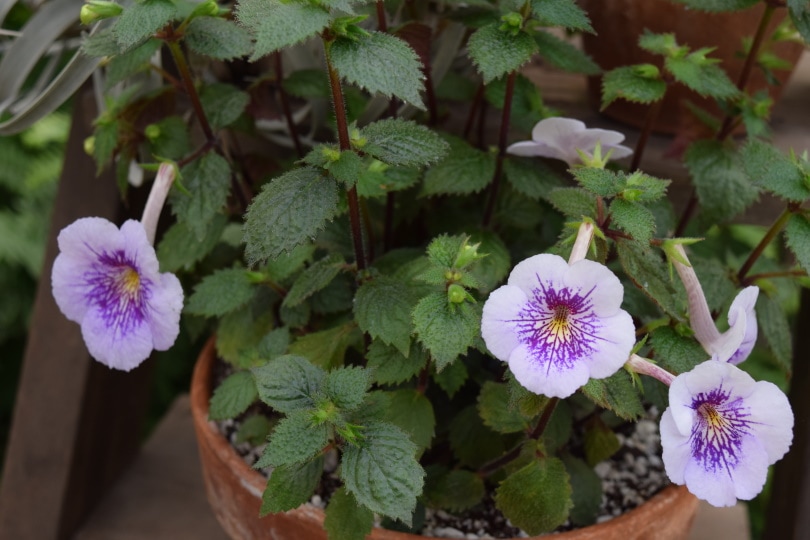african violet flowers