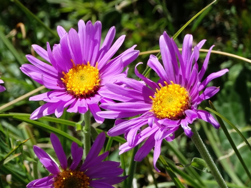 alpine aster flower