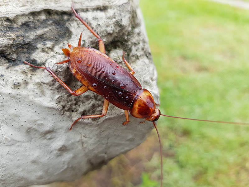 american cockroach