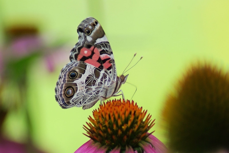 american lady butterfly