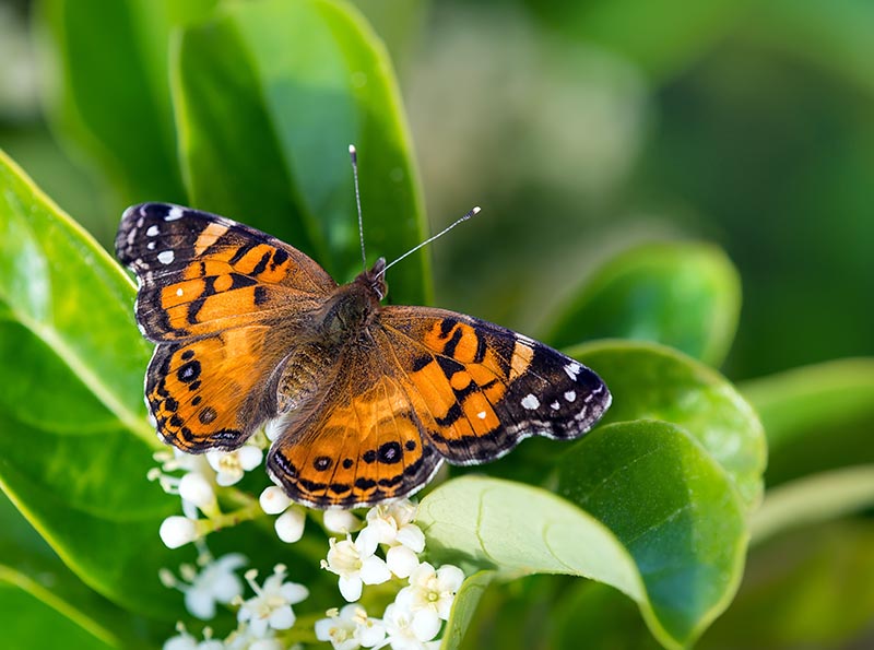 American Painted Lady butterfly