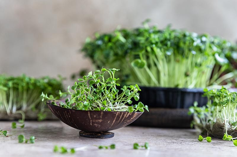 arugula microgreens