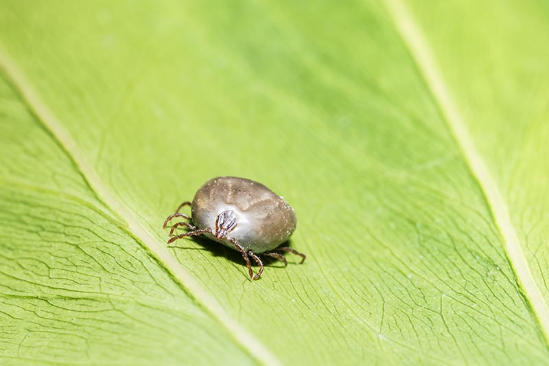 asian longhorned tick