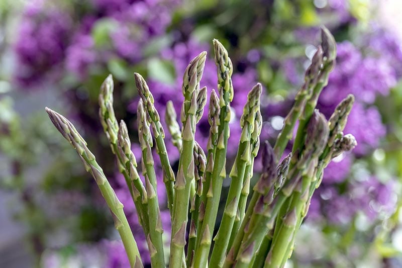 asparagus plants
