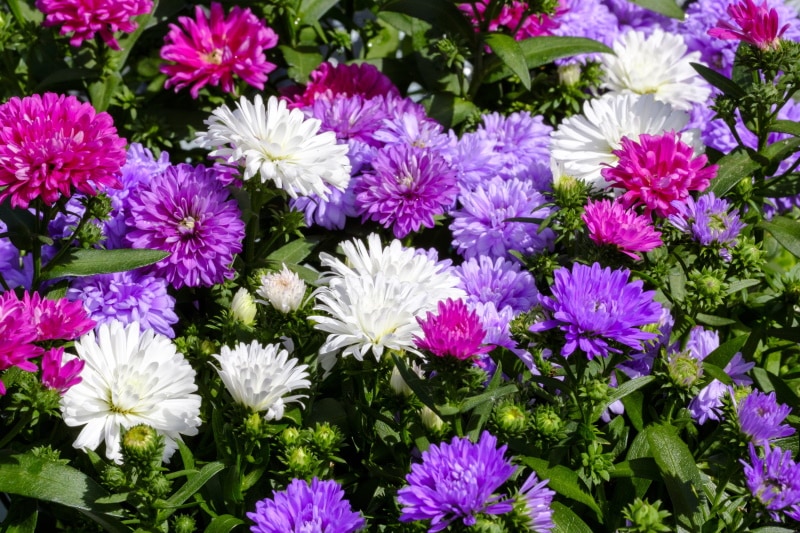 aster flowers