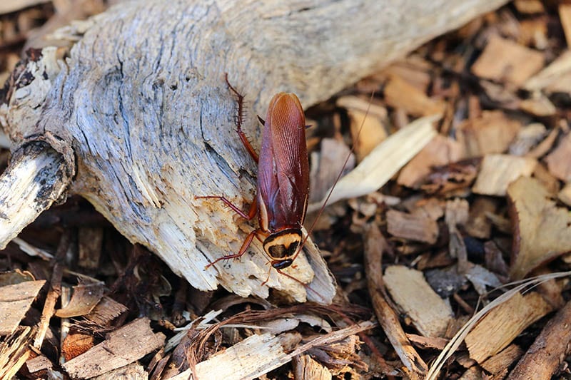 australian cockroach on the ground