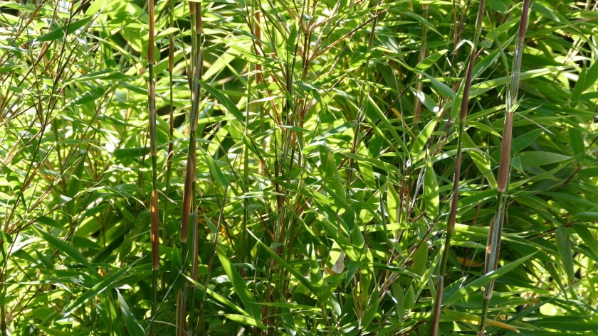 bamboo plant
