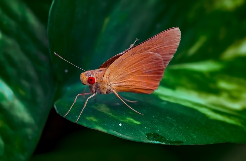 banana skipper butterfly