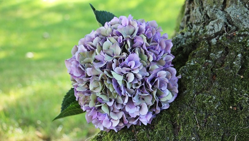 beautiful hydrangeas