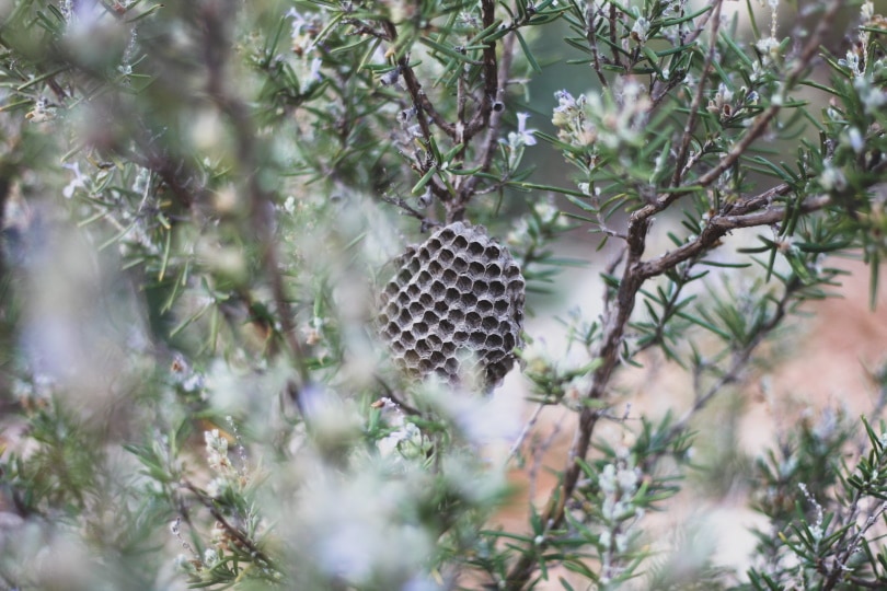 bee hive in garden plant