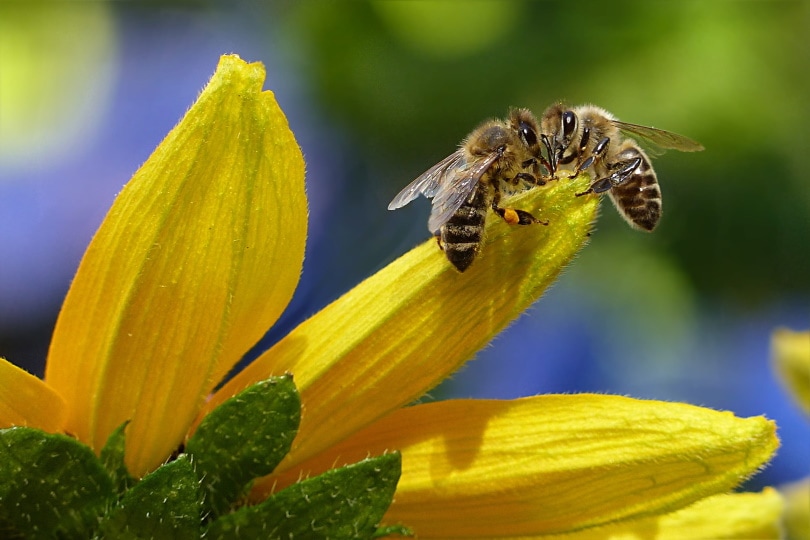 bees in flower collecting nectar