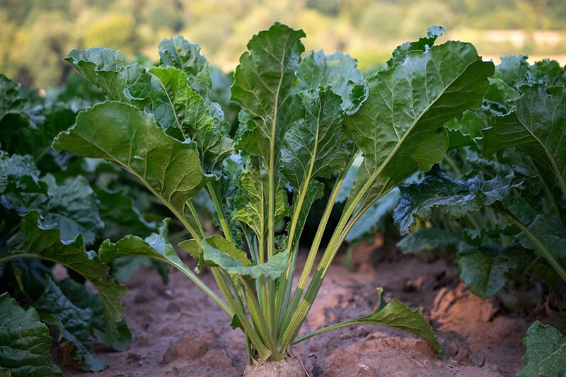 beet plants
