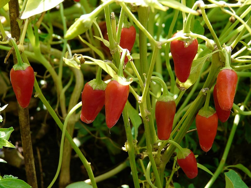 bell pepper plants