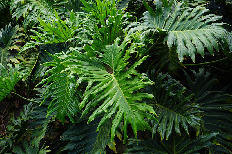 big green leaves of philopendron