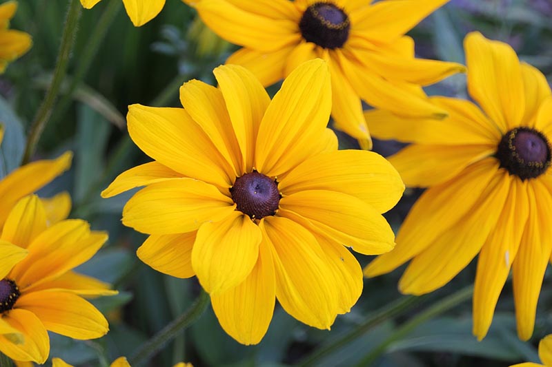 black-eyed susan flowers