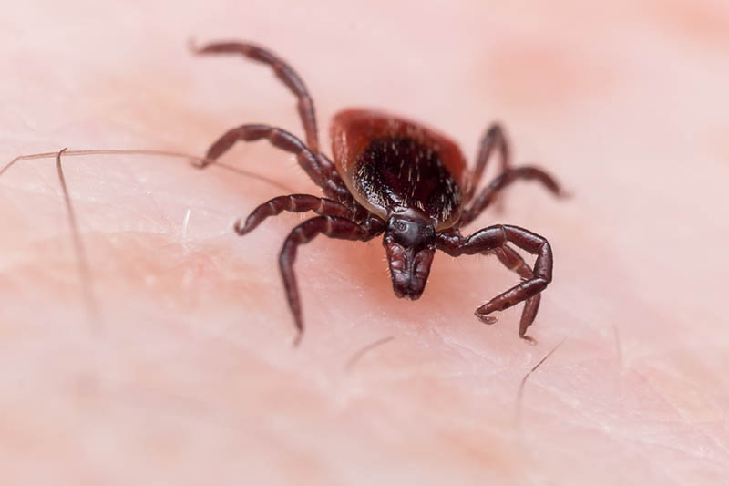 black legged deer tick