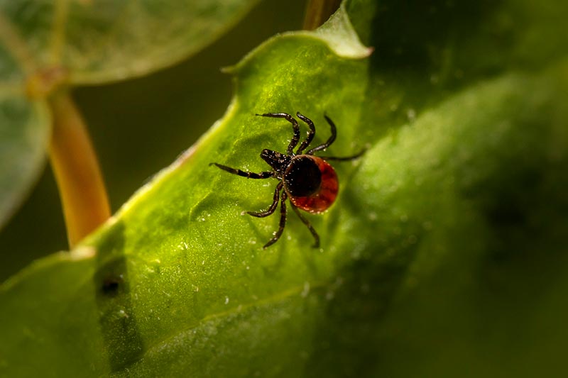 black legged tick on a leaf
