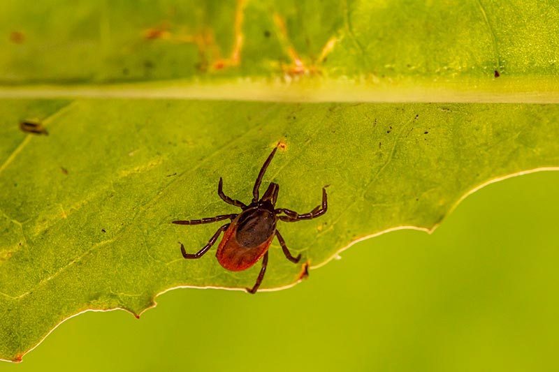 black legged tick on a leaf