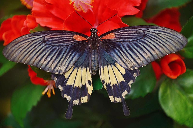 black swallowtail butterfly on red flower