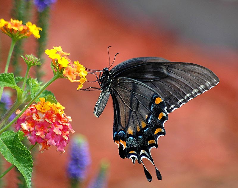 black swallowtail on a flower
