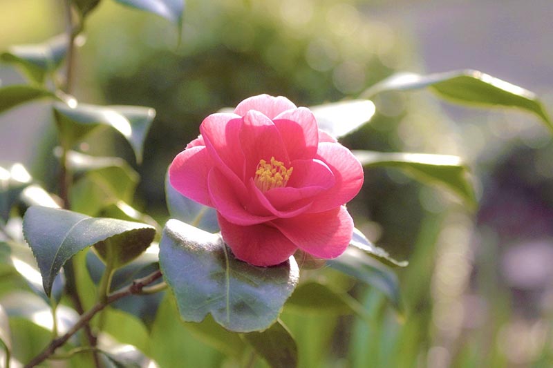 blooming japanese camellia