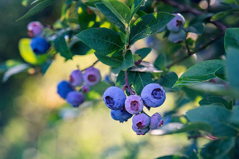 bluecrop blueberry
