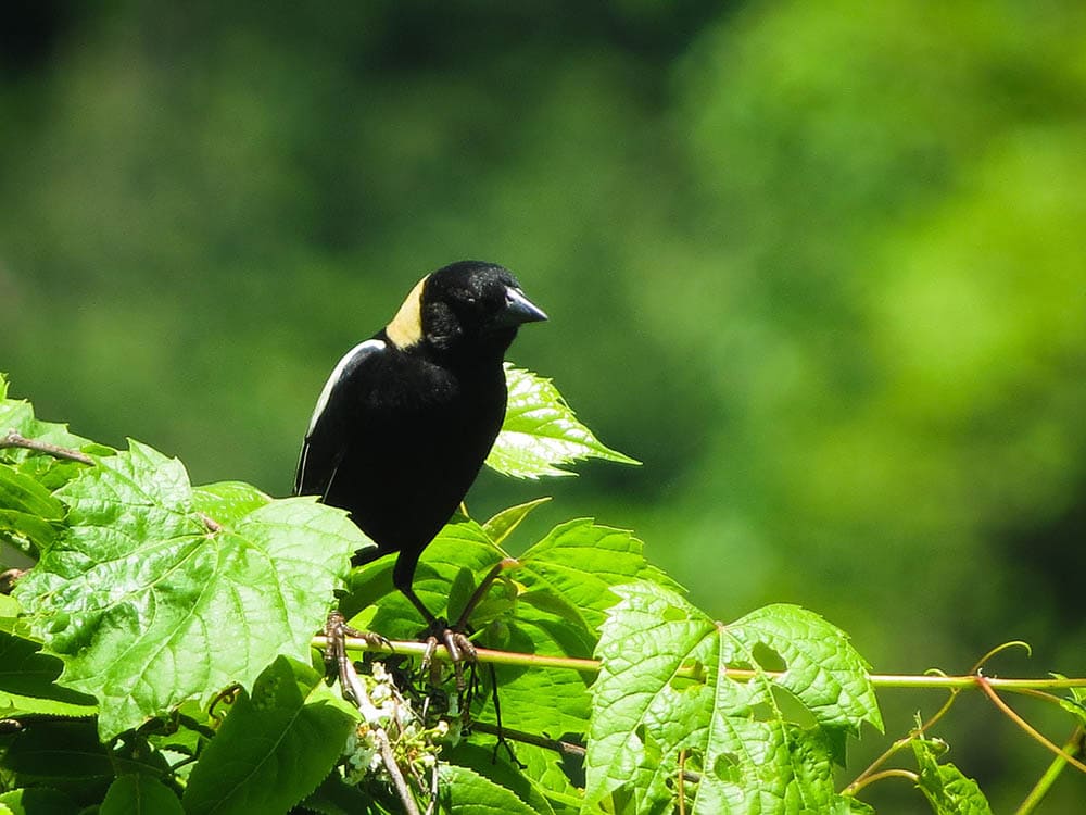 bobolink on a tree