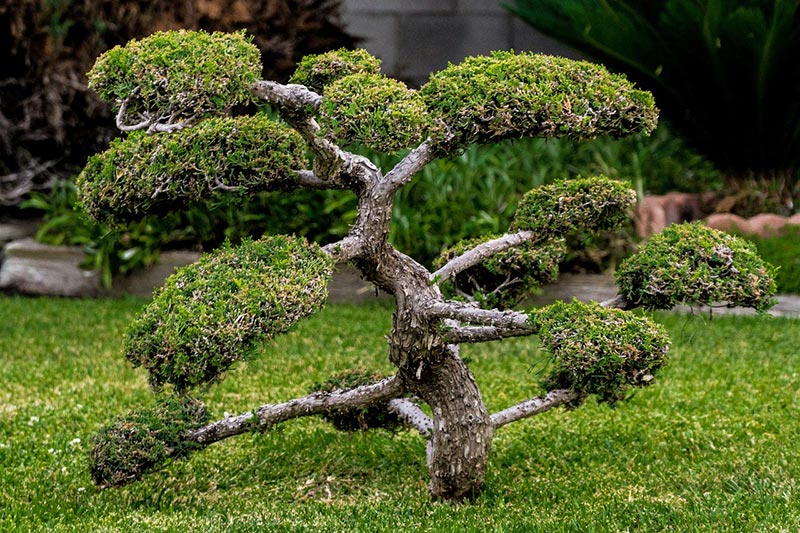 bonsai tree in a garden