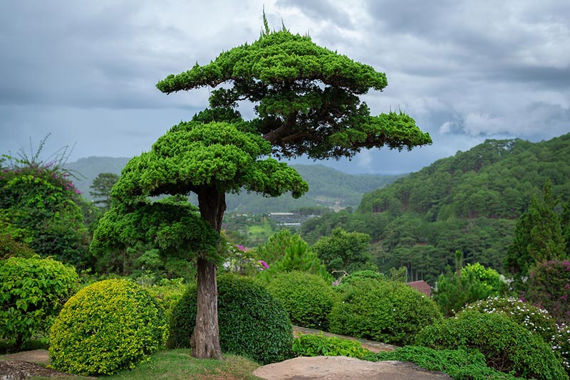 bonsai tree in a yard