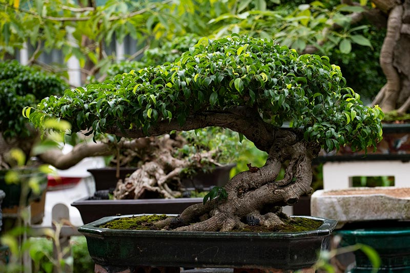 bonsai tree in the garden