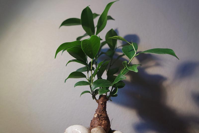 bonsai tree