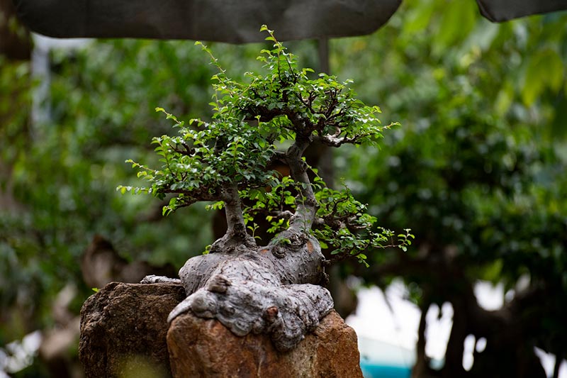 bonsai tree