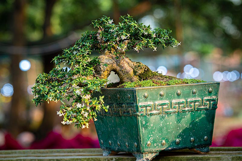 bonsai tree