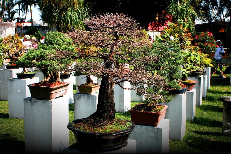 bonsai trees in the garden