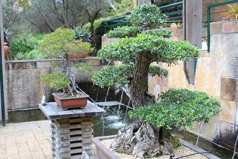 bonsai trees in the garden