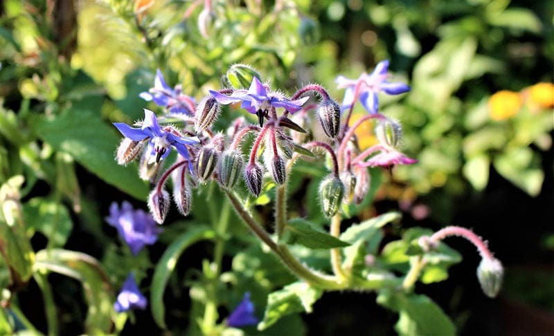 borage herbs