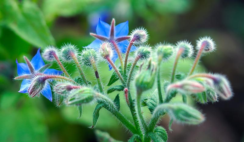 borage plant
