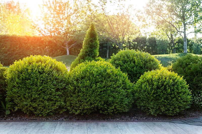 boxwood bushes with early autumn landscape background