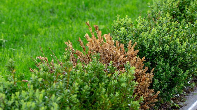boxwood leaves turn yellow because of sucking damage