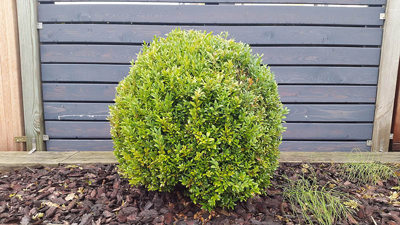 boxwood plant