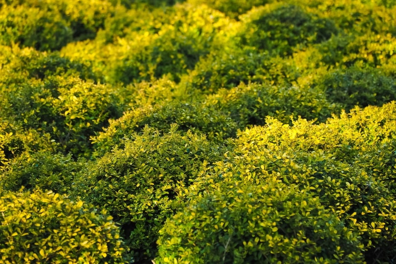 boxwood plant