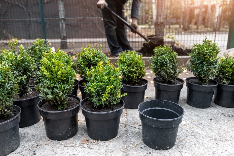 boxwood plants in black ploastic pots