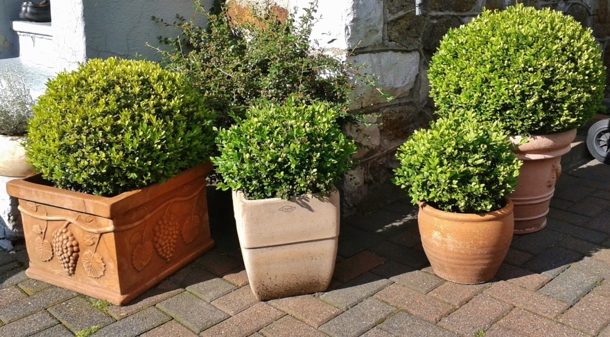 boxwood plants in large pots