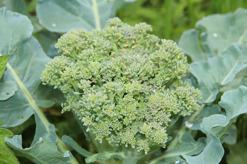 broccoli plant