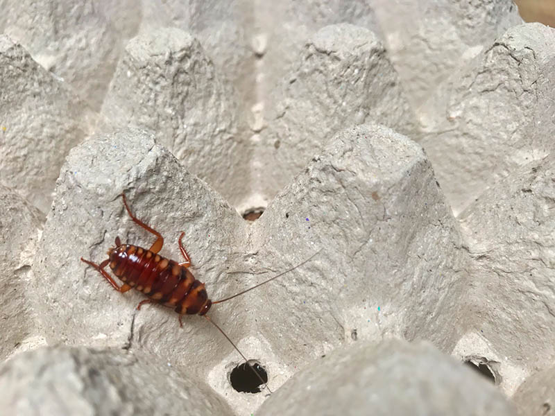 brown banded cockroach
