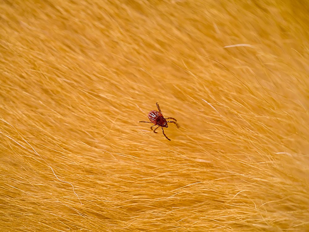 brown dog tick
