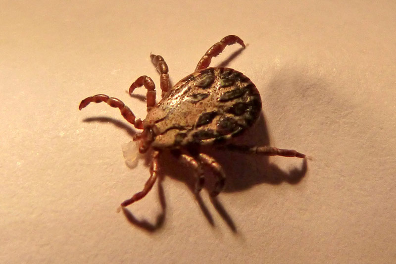 brown dog tick