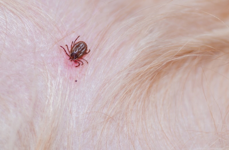 brown dog tick