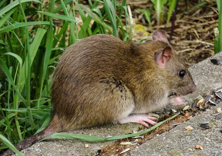 Phoenix Oh Rats Rats in Ohio: Types, Facts, and Other Tips for Homeowners | Home Grail